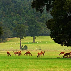 view from Peel Forest Lodge luxury lodge