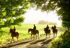 Peel Forest Lodge - Peel Forest Horse Trekking nearby